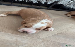 Cocker Spaniel dogs for sale: Cocker spaniels  - Advert 2