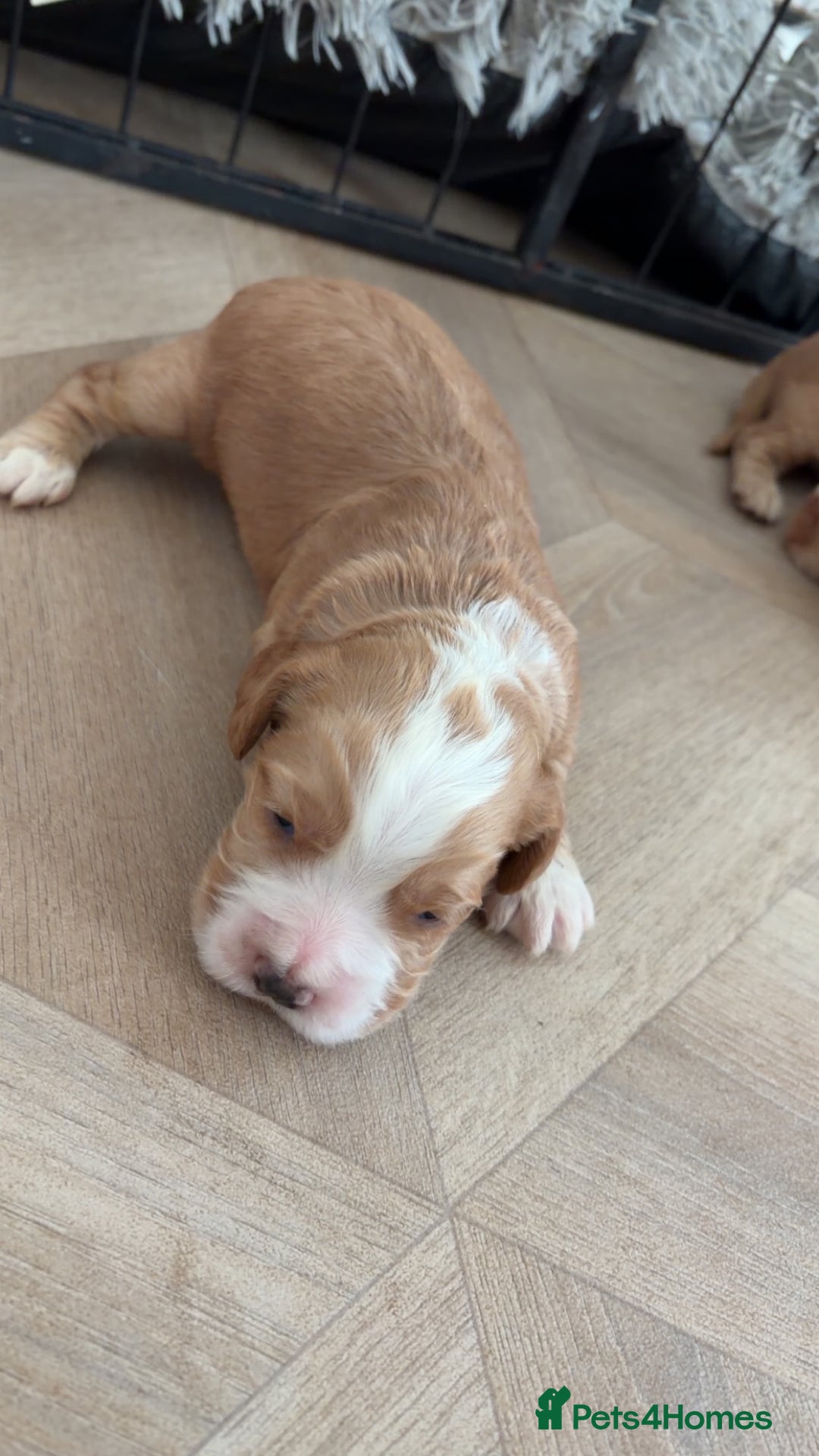 Cocker Spaniel dogs for sale: Cocker spaniels  - Advert 2