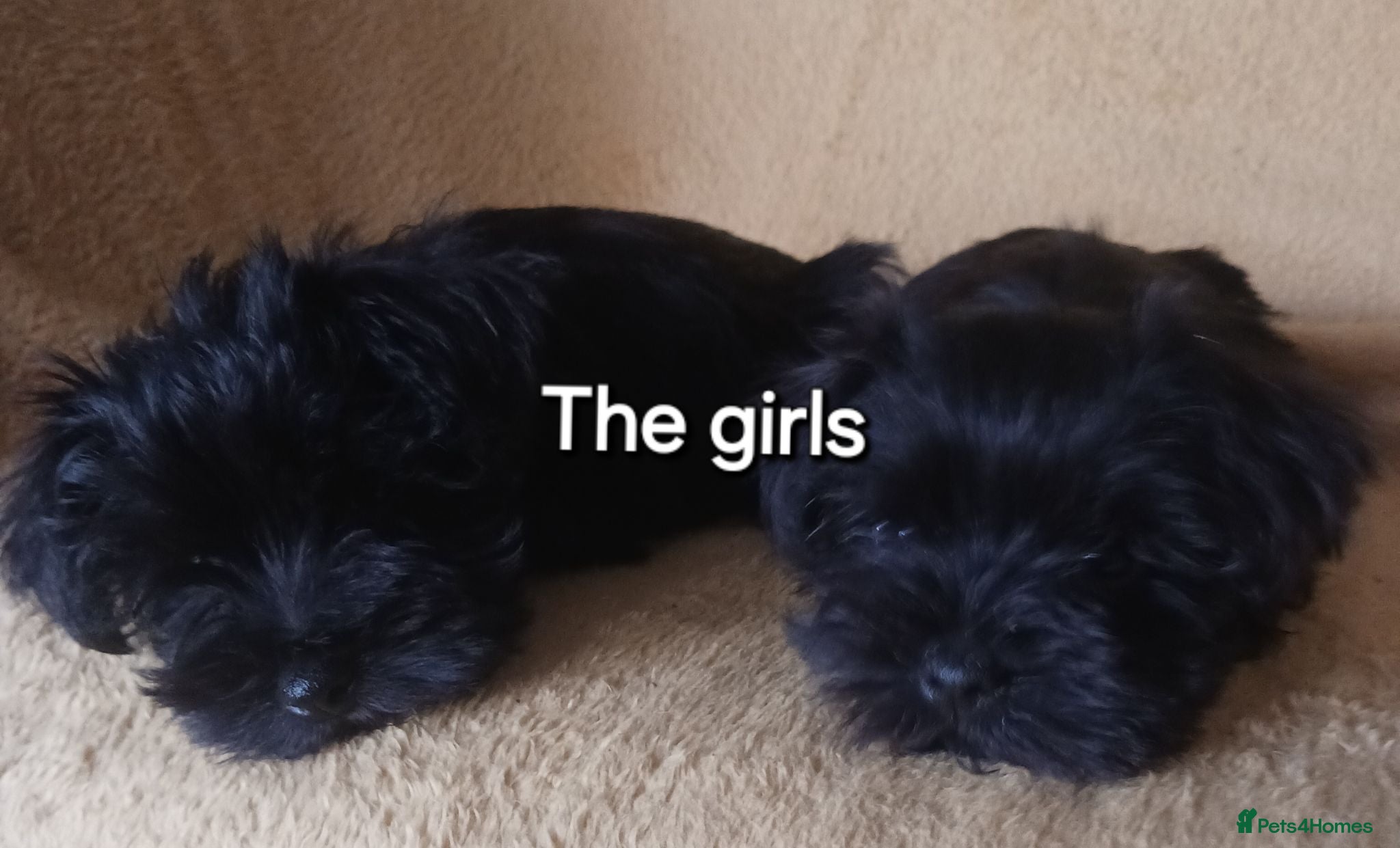 Miniature Schnauzer dogs SMALL MINI SCHNAUZERS - Advert 3
