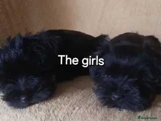 Miniature Schnauzer dogs SMALL MINI SCHNAUZERS - Advert 3