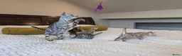 Bengal cats for sale: 🖤🩶🤍 Stunning Bengal Kittens 🤍🩶🖤 - Advert 33