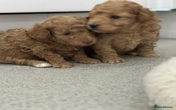 Toy Poodle dogs for sale: Tiny toy poodle boys  - Advert 10