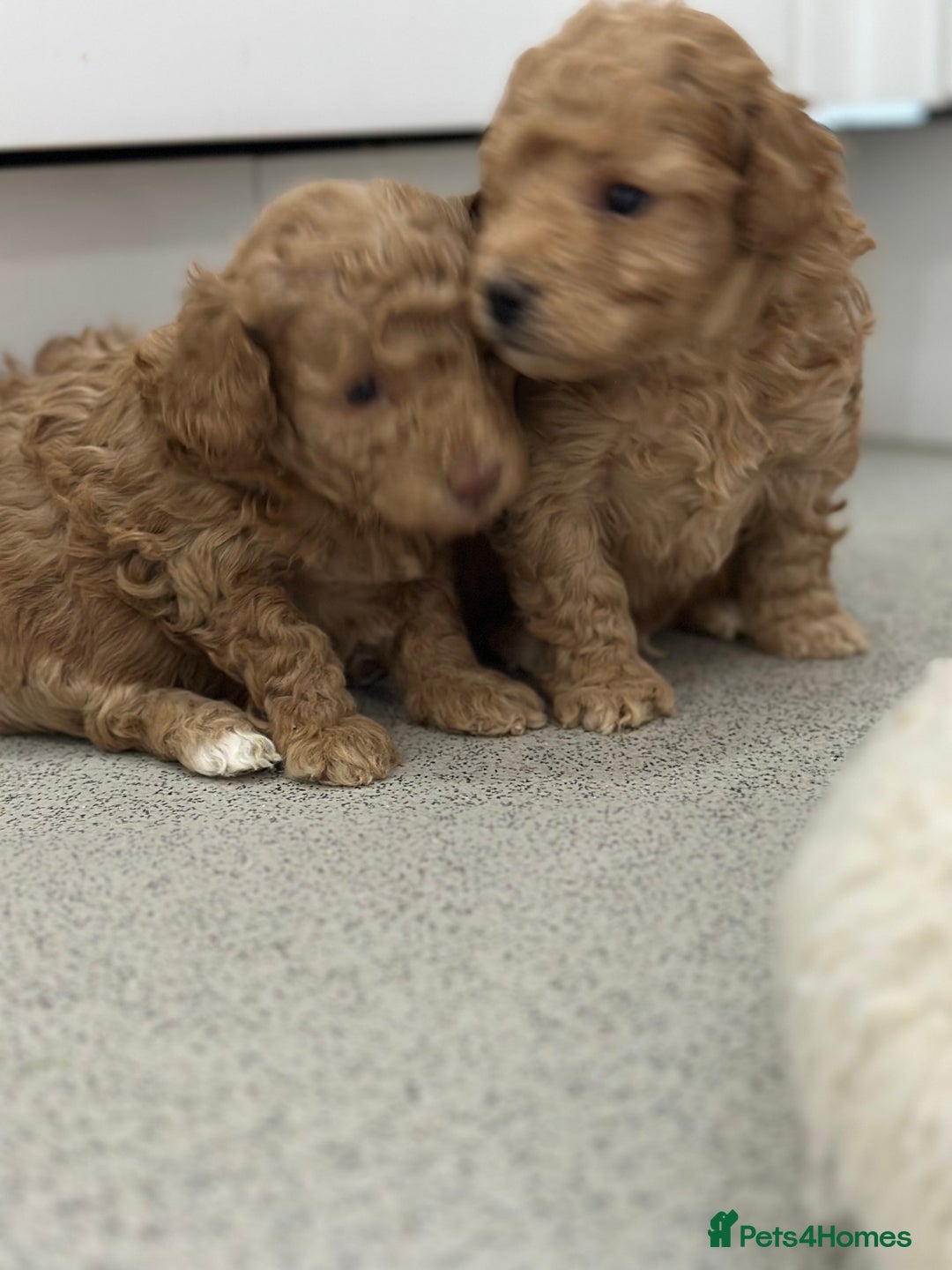 Toy Poodle dogs for sale: Tiny toy poodle boys  - Advert 10