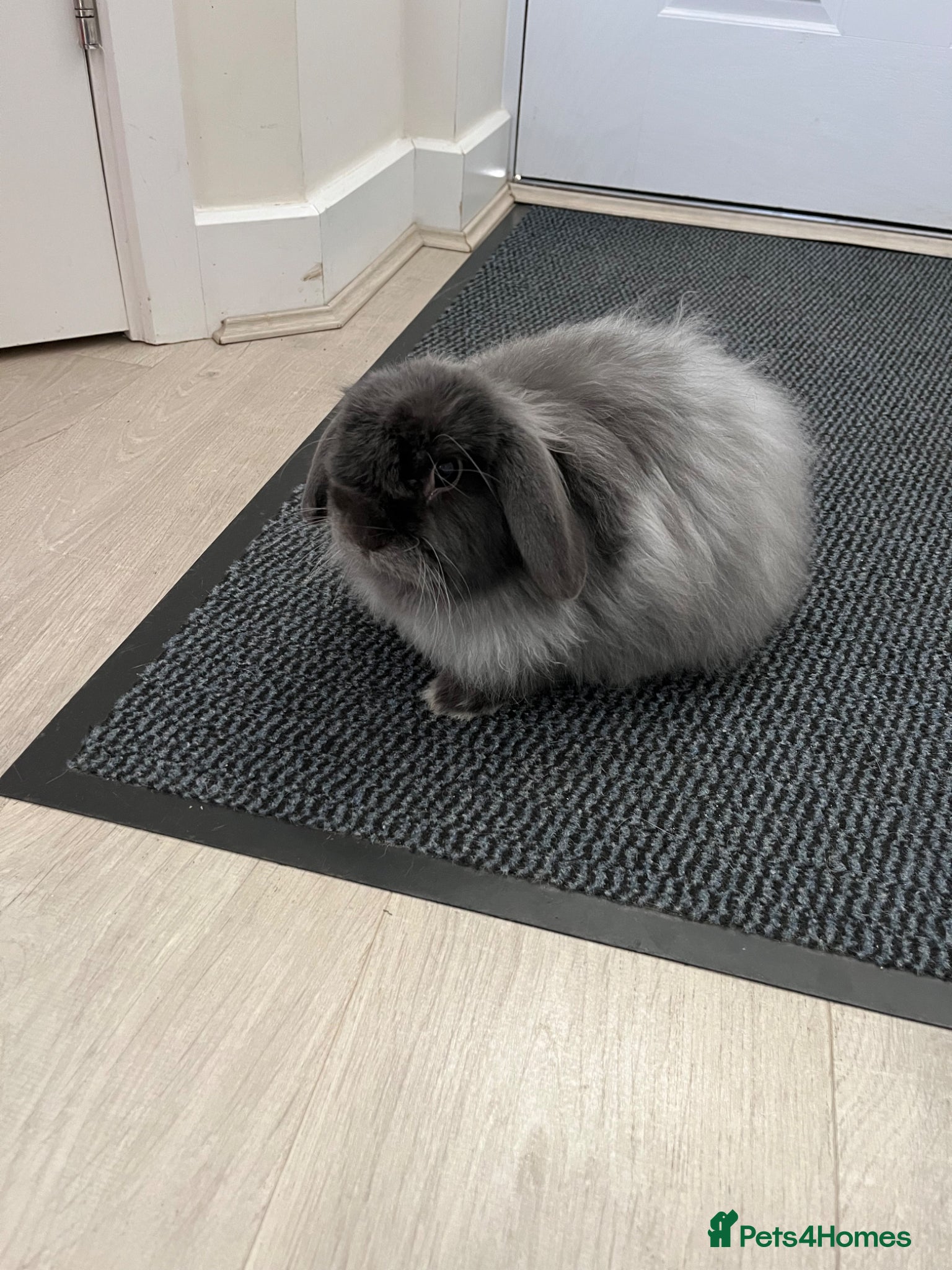 Mixed Breed rabbits Gorgeous fluffy rabbit looking for loving home - Advert 1