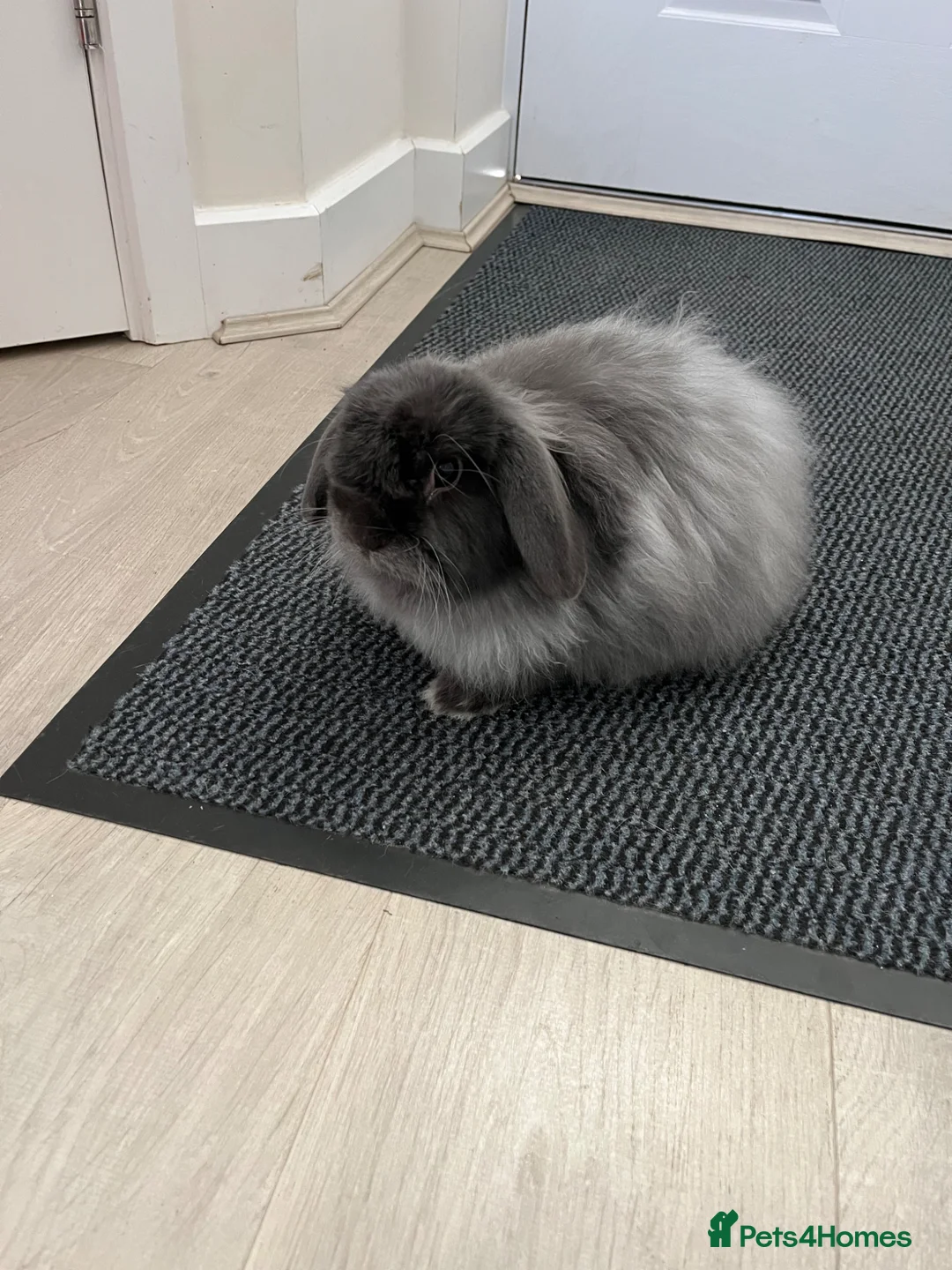 Mixed Breed rabbits for sale: Gorgeous fluffy rabbit looking for loving home in Biggleswade - Advert 1