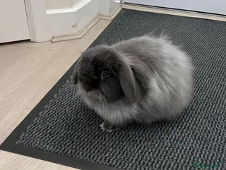 Mixed Breed rabbits Gorgeous fluffy rabbit looking for loving home - Advert 1