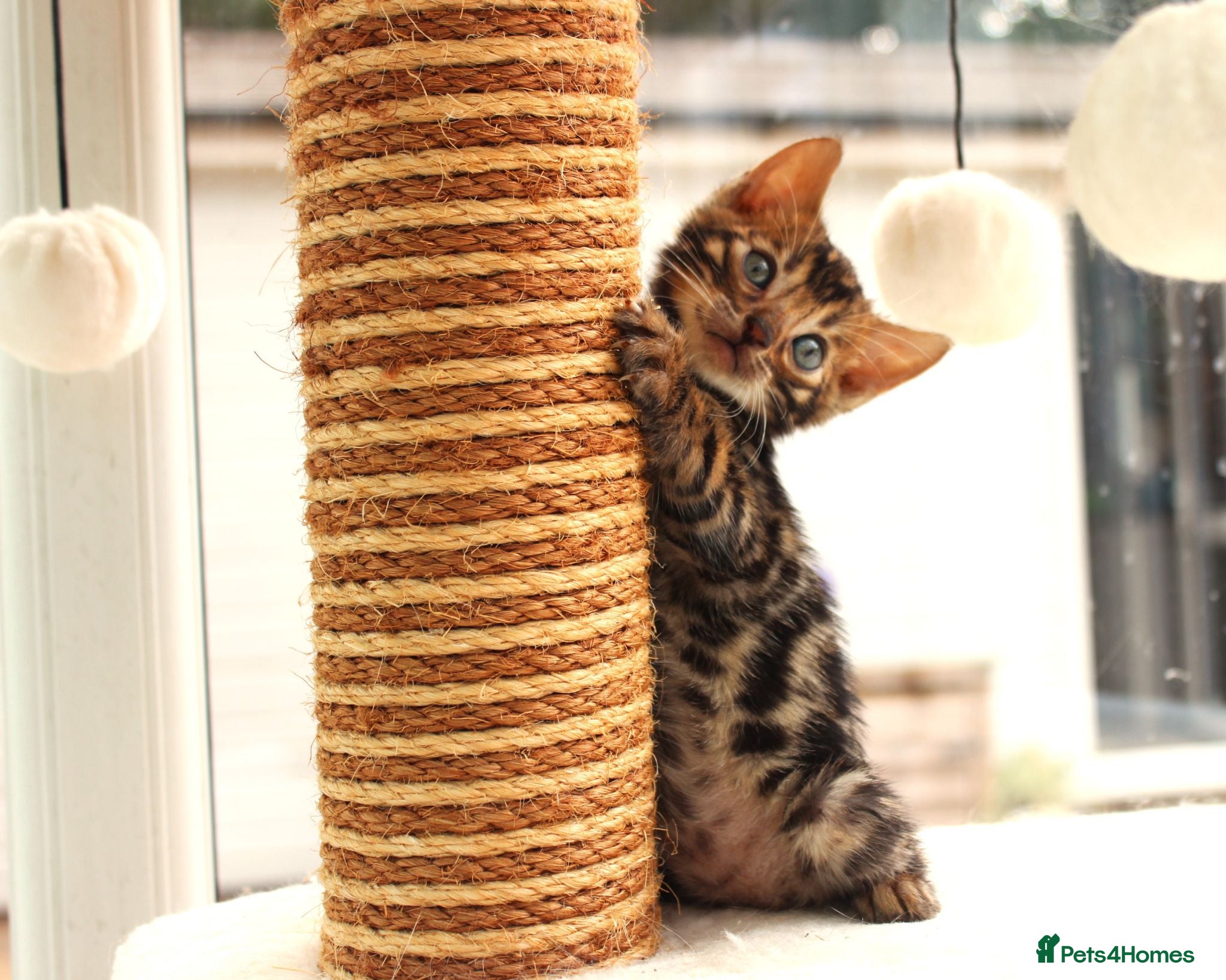 Bengal cats CUTE BROWN BENGAL MALE KITTENS - Advert 1