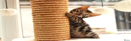 Bengal cats for sale: CUTE BROWN BENGAL MALE KITTENS - Advert 1