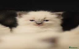 Ragdoll cats for sale: Chunky Ragdoll kittens  - Image 11