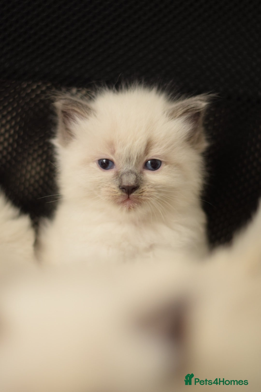 Ragdoll cats for sale: Chunky Ragdoll kittens  - Image 11