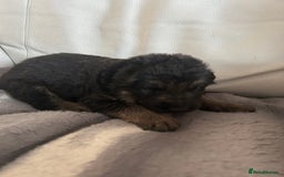 German Shepherd dogs for sale: £1000 - Image 4