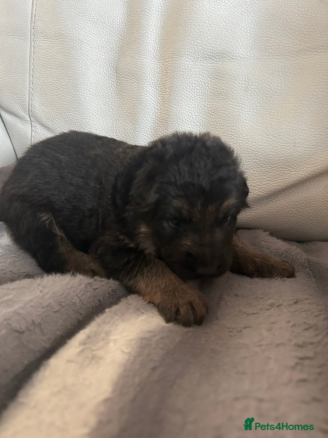 German Shepherd dogs for sale: £1000 - Image 4
