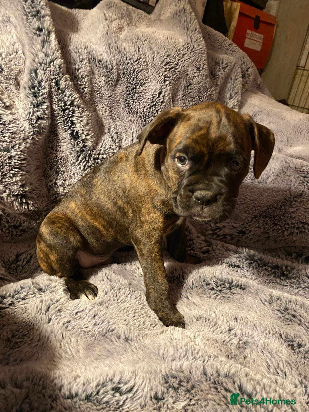 Mixed Breed dogs for sale: 🧬Kc reg mum black boxer & mini boxer pups 🤩 8wk - Advert 10