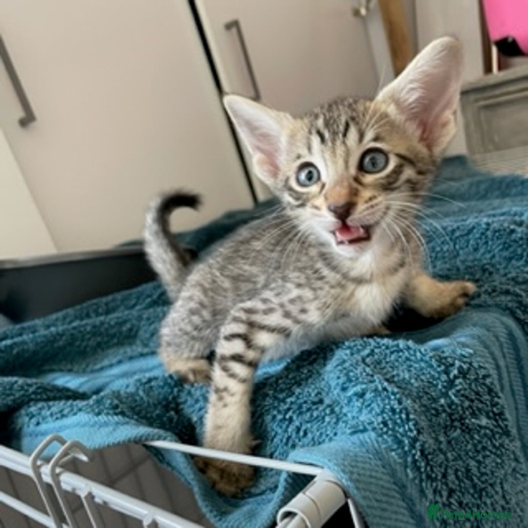 Savannah cats for sale: Glorious Savannah Babies - 1 Boy left - Image 7