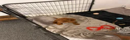 Hungarian Vizsla dogs for sale: Wire haired Hungarian Vizsla pups - Advert 6