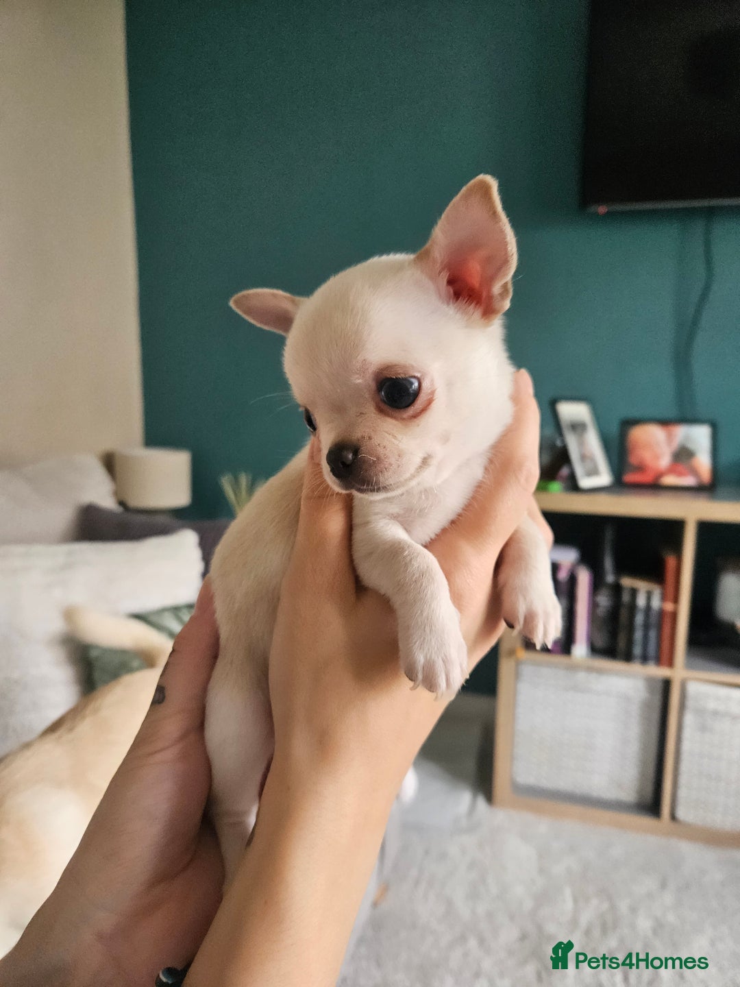 Chihuahua dogs for sale: Teeny Chihuahua Pup   - Image 9