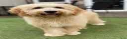 Mixed Breed dogs for sale: Golden Doodle X  - Advert 6