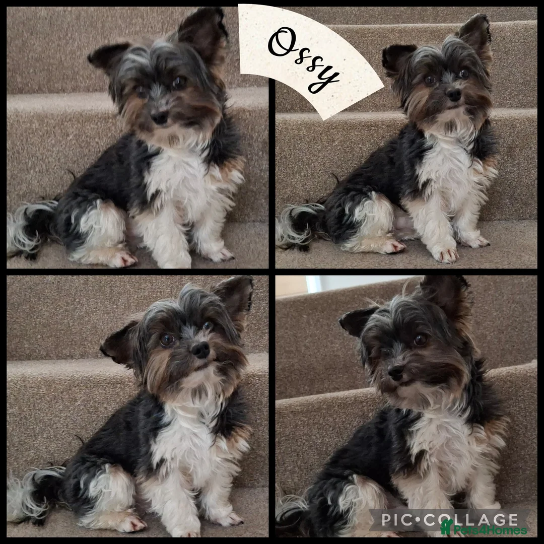 Biewer Terrier dogs for stud: Purebred Pedigree Biewer Terrier Stud - Advert 1