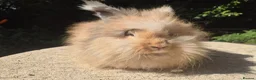 Angora rabbits for sale: 🌟STUNNING ANGORA BABIES- maxi full face 🌟 - Advert 3