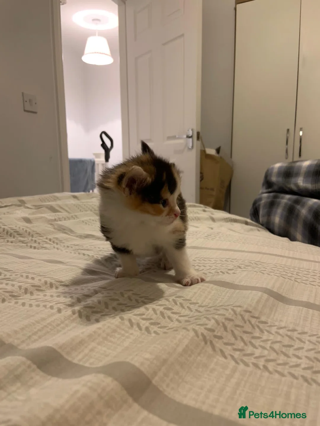 Mixed Breed cats for sale: Beautiful Playful Kittens Ready for Loving Homes - Advert 4