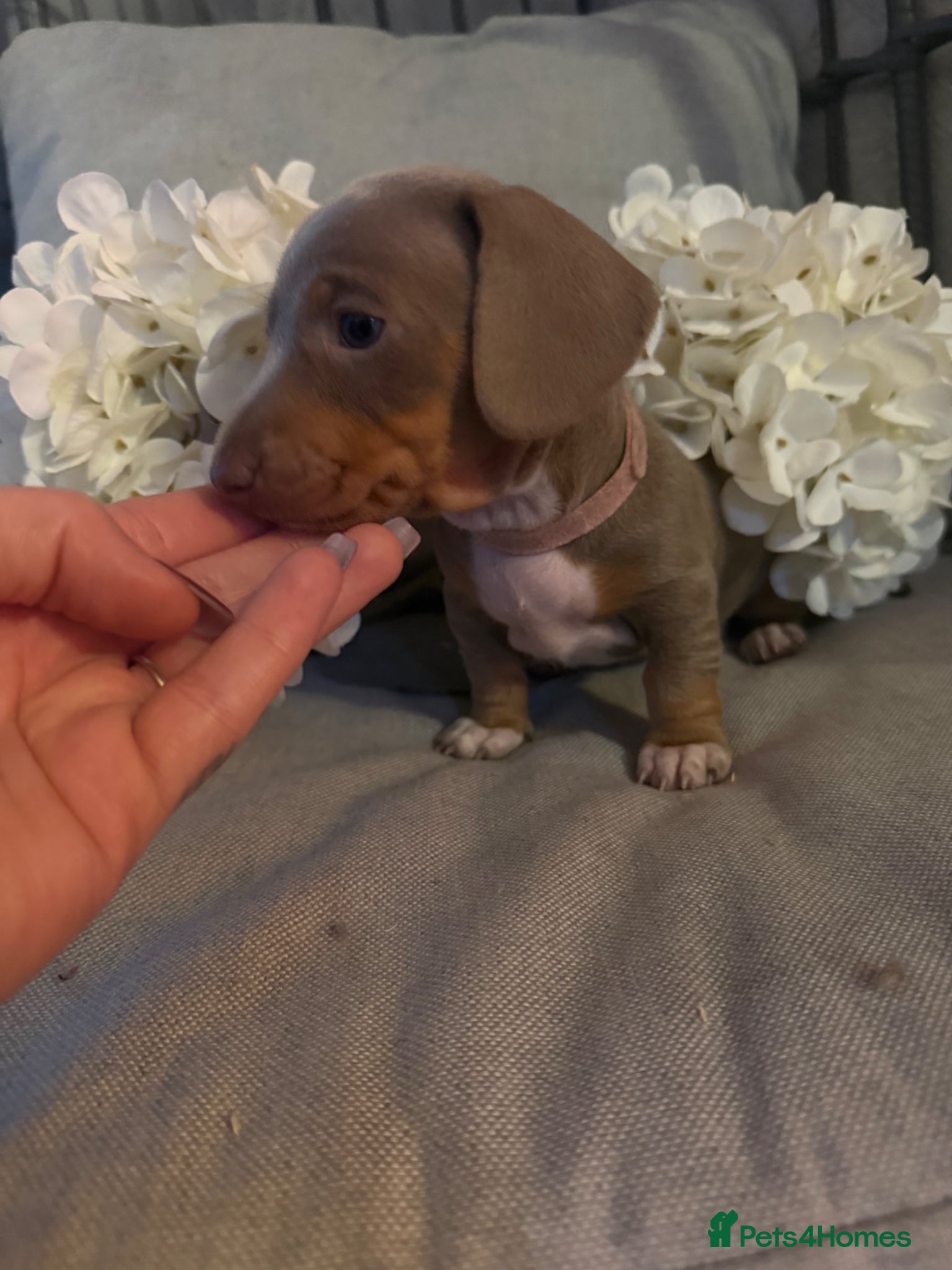 Miniature Dachshund dogs BEAUTIFUL MINI DACHSHUNDS  - Advert 10