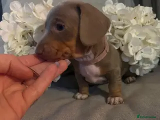Miniature Dachshund dogs BEAUTIFUL MINI DACHSHUNDS - Advert 10