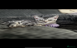 Bengal cats for sale: Female bengal needing her forever home  - Advert 9