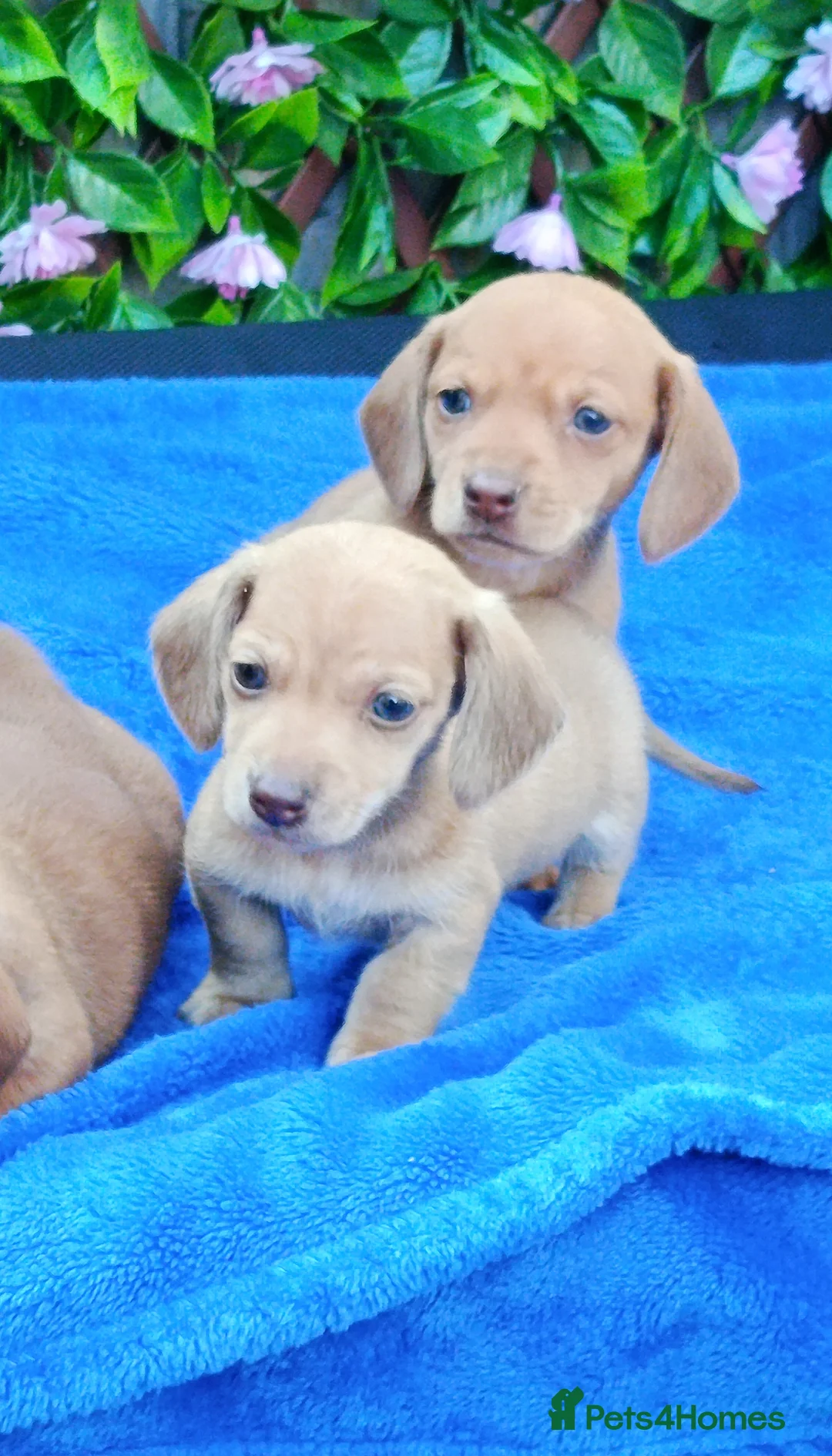 Miniature Dachshund dogs for sale: STUNNING CREAM LITTER KC REG PRA CLEAR - Advert 6