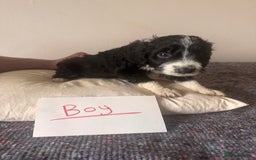 Bordoodle dogs for sale: Borderpoo - Image 12