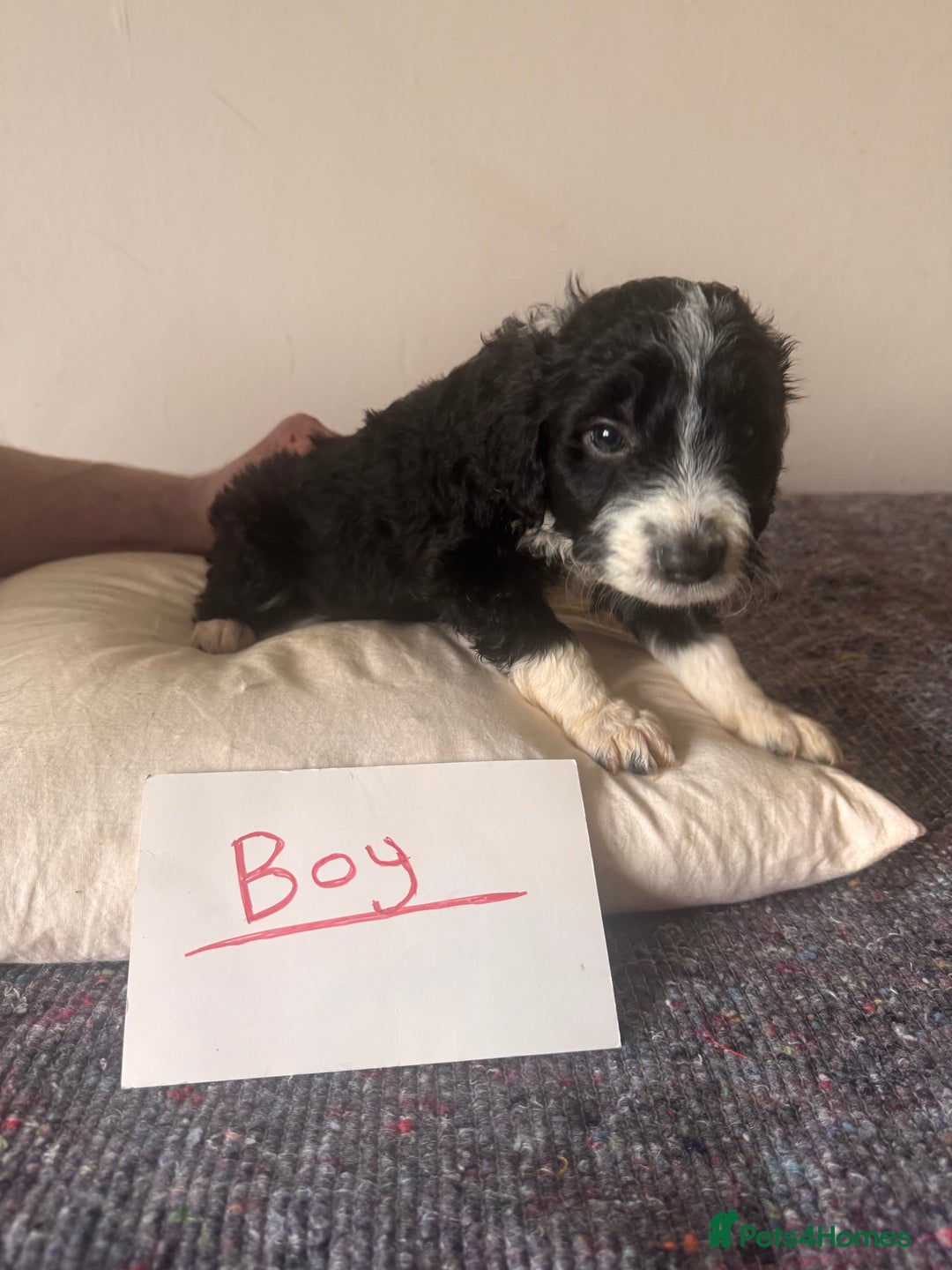 Bordoodle dogs for sale: Borderpoo - Image 12