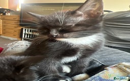 Mixed Breed cats for sale: Bengal tabby x Turkish angora - Image 5