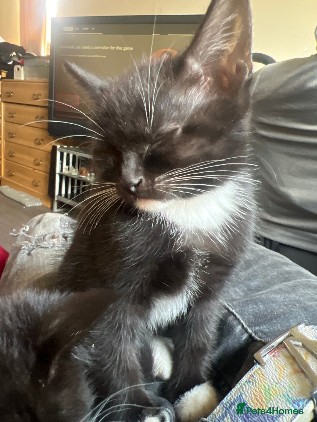 Mixed Breed cats for sale: Bengal tabby x Turkish angora - Image 5