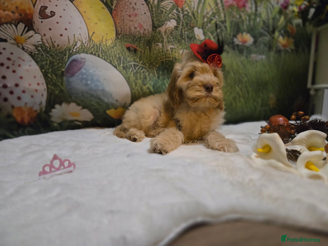 Cockapoo dogs for sale: Fully vaccinated and Extensively health tested.  in Wisbech - Image 13