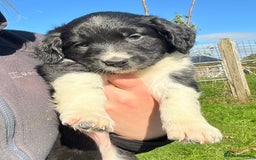 Mixed Breed dogs for sale: ⚫️ Well-natured, healthy Sprollies ⚪️ - Image 13