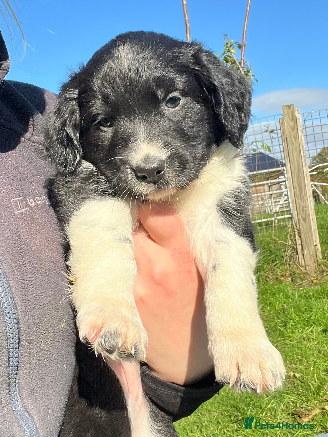 Mixed Breed dogs for sale: ⚫️ Well-natured, healthy Sprollies ⚪️ - Image 13