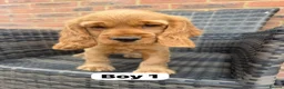 Cocker Spaniel dogs for sale: GoldenSHOW Type Cocker SPANIEL  in Iver - Advert 9