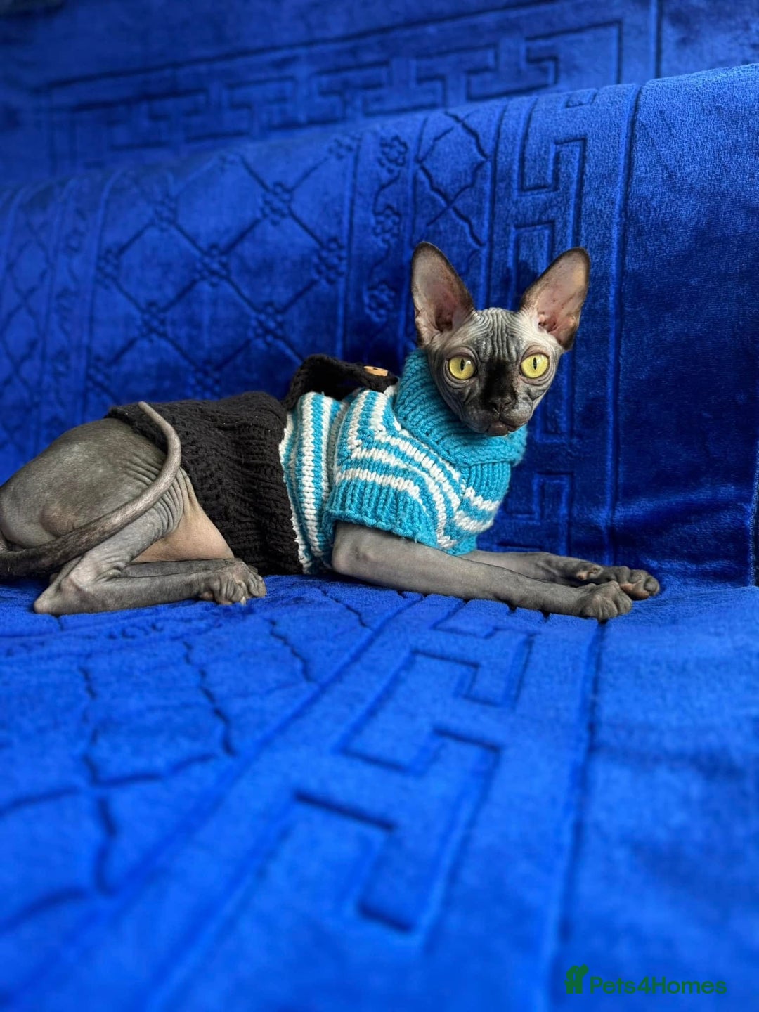 Sphynx cats for sale: Blue Wrinkles Boy - Advert 1