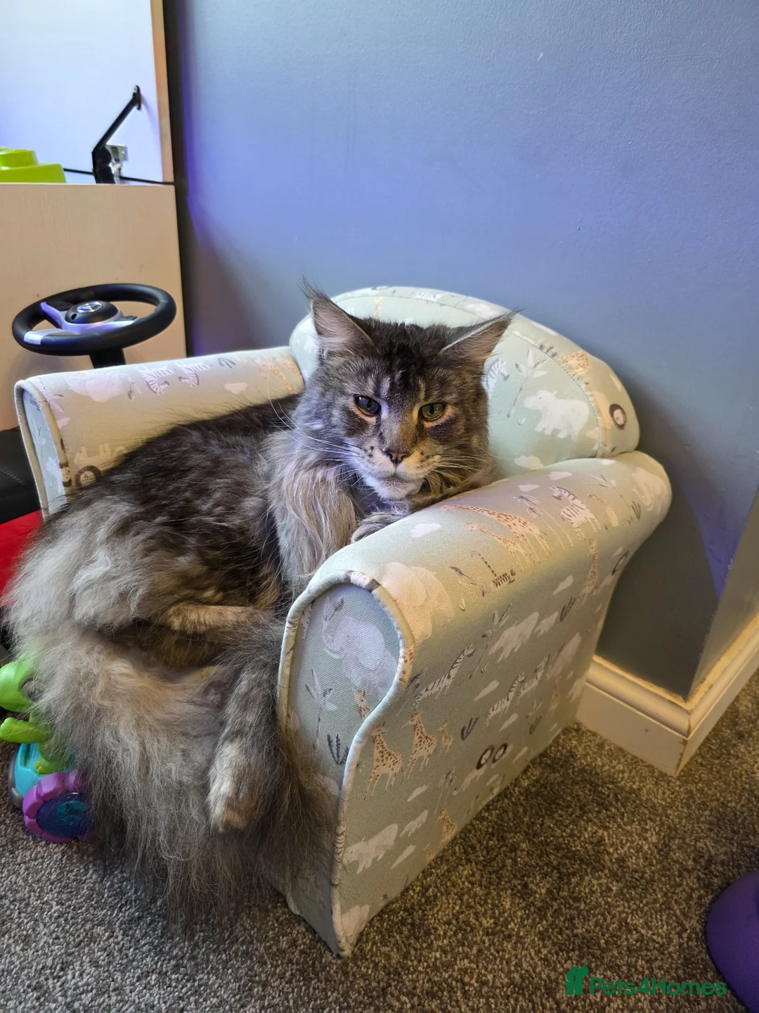 Maine Coon cats for sale: Male and female maine coon for rehoming  - Advert 7