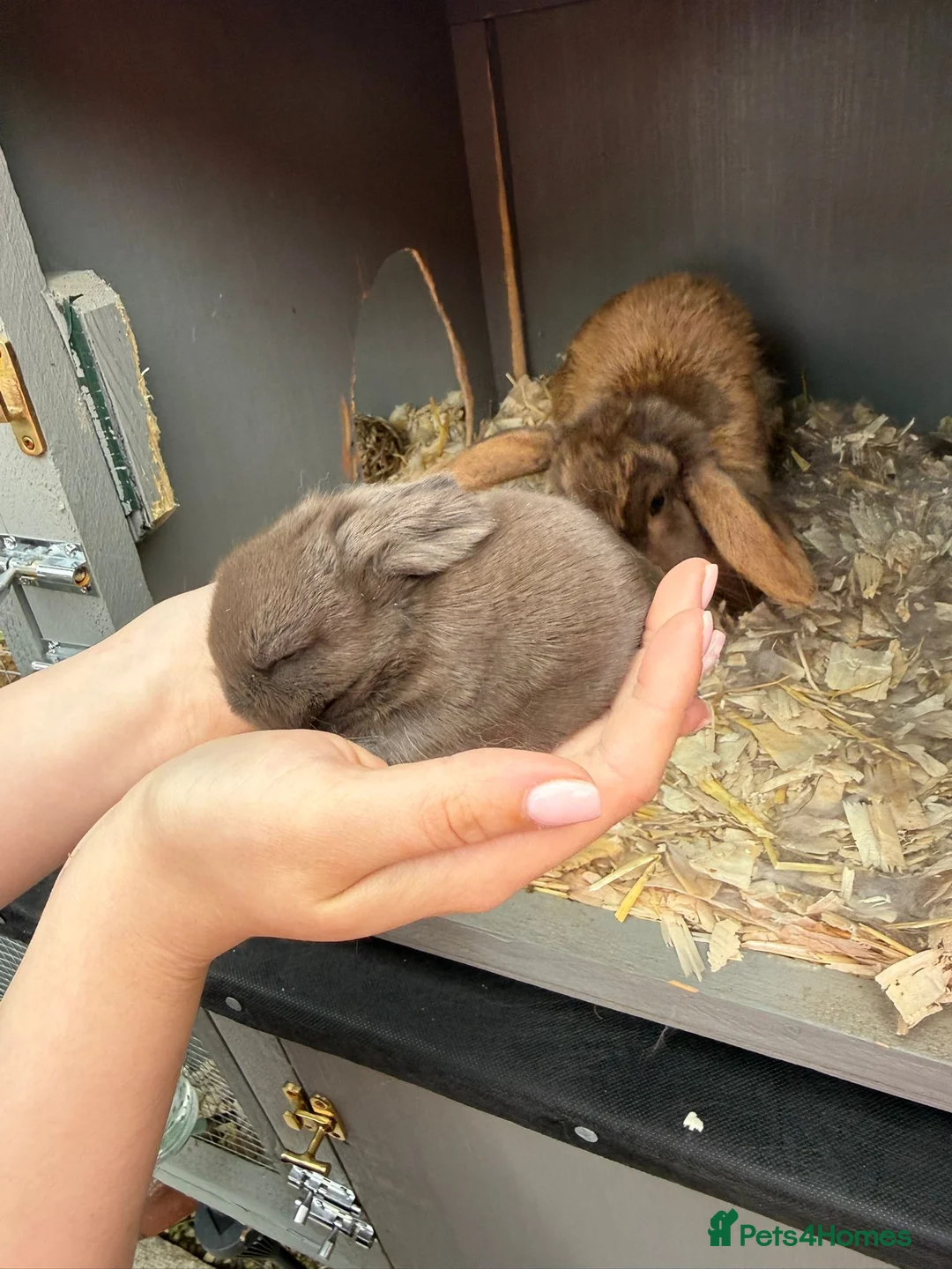 Mini Lop rabbits for sale: Grey/chocolate mini lop in Darlington - Advert 2