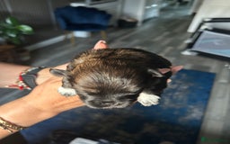 Mixed Breed dogs for sale: Stunning Lhasa apso x puppies  - Image 5