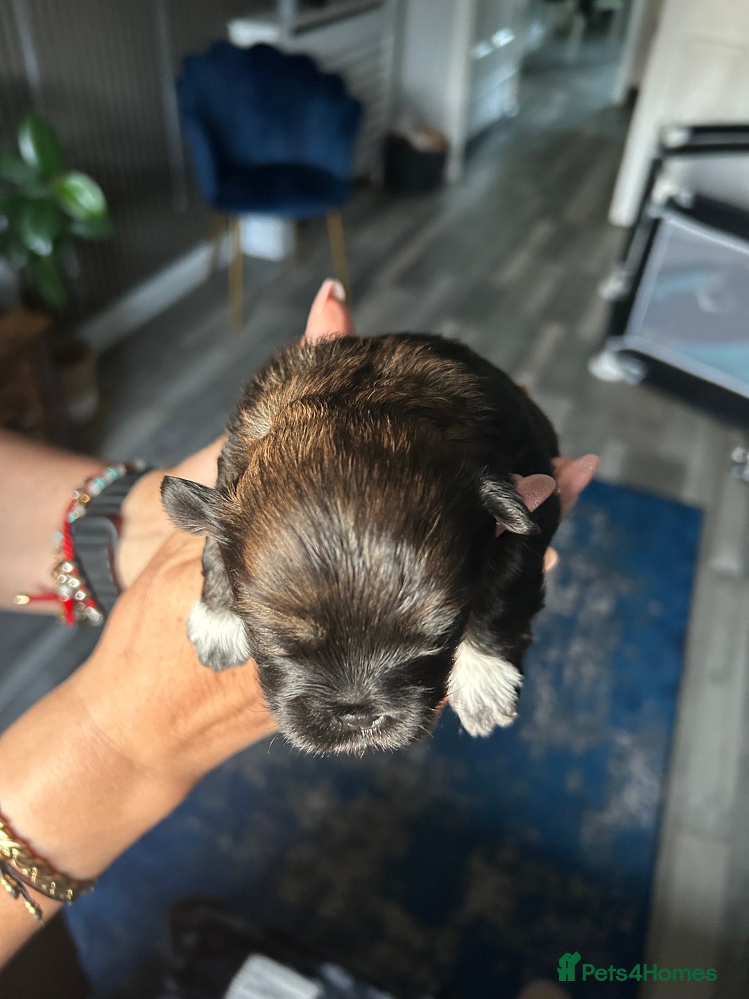 Mixed Breed dogs for sale: Stunning Lhasa apso x puppies  - Image 5