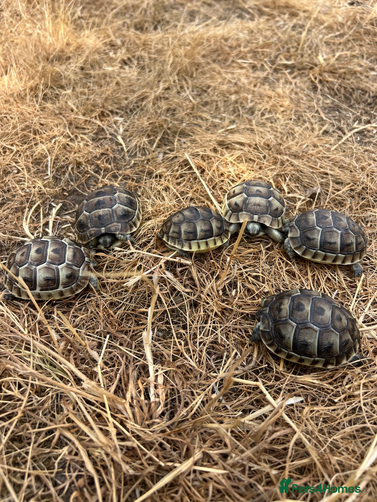 Tortoise reptiles Uk Bred Spur thighed tortoises  - Advert 2