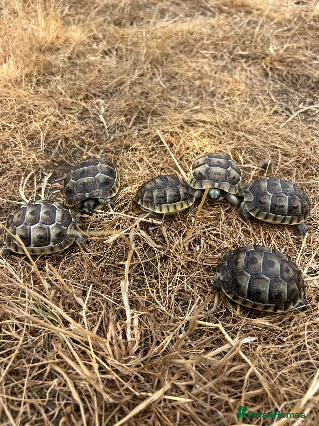 Tortoise reptiles for sale: Uk Bred Spur thighed tortoises  - Advert 2