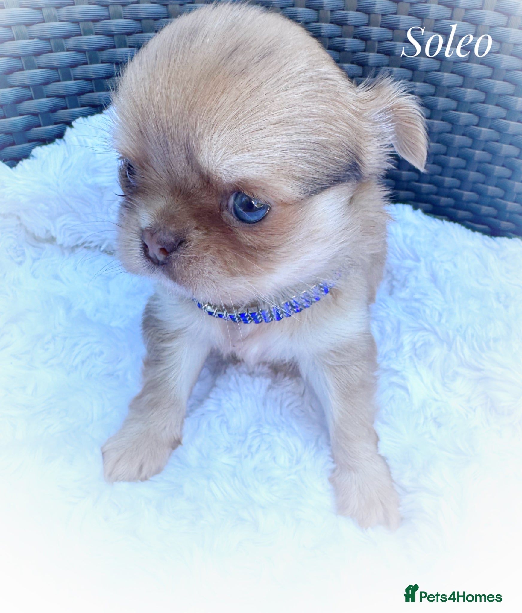 Chihuahua dogs Chihuahua puppies chocolate merle  - Advert 1