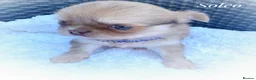 Chihuahua dogs for sale: Chihuahua puppies lilac merle Russian lines - Advert 4