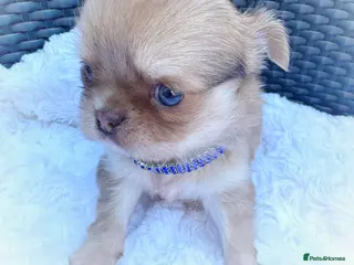 Chihuahua dogs for sale: Chihuahua puppies chocolate merle - Advert 2