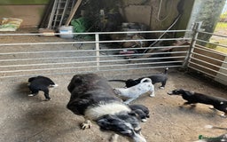 Border Collie dogs for sale: 4 x Female / 3 x Male Blue Merle & B/W Collies - Image 4