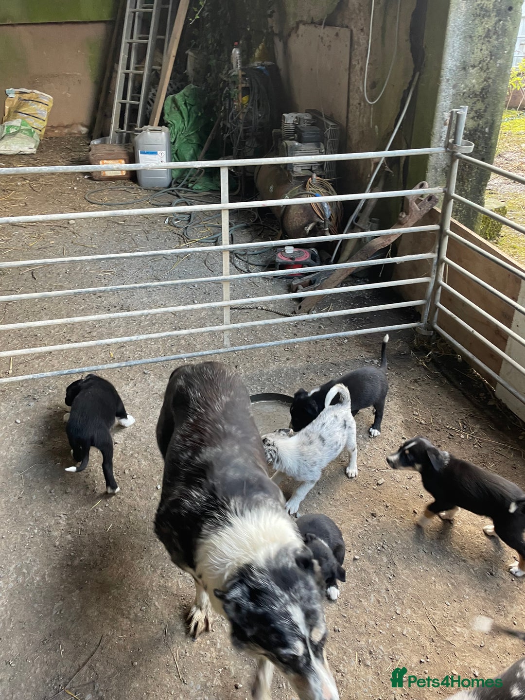 Border Collie dogs for sale: 4 x Female / 3 x Male Blue Merle & B/W Collies - Image 4