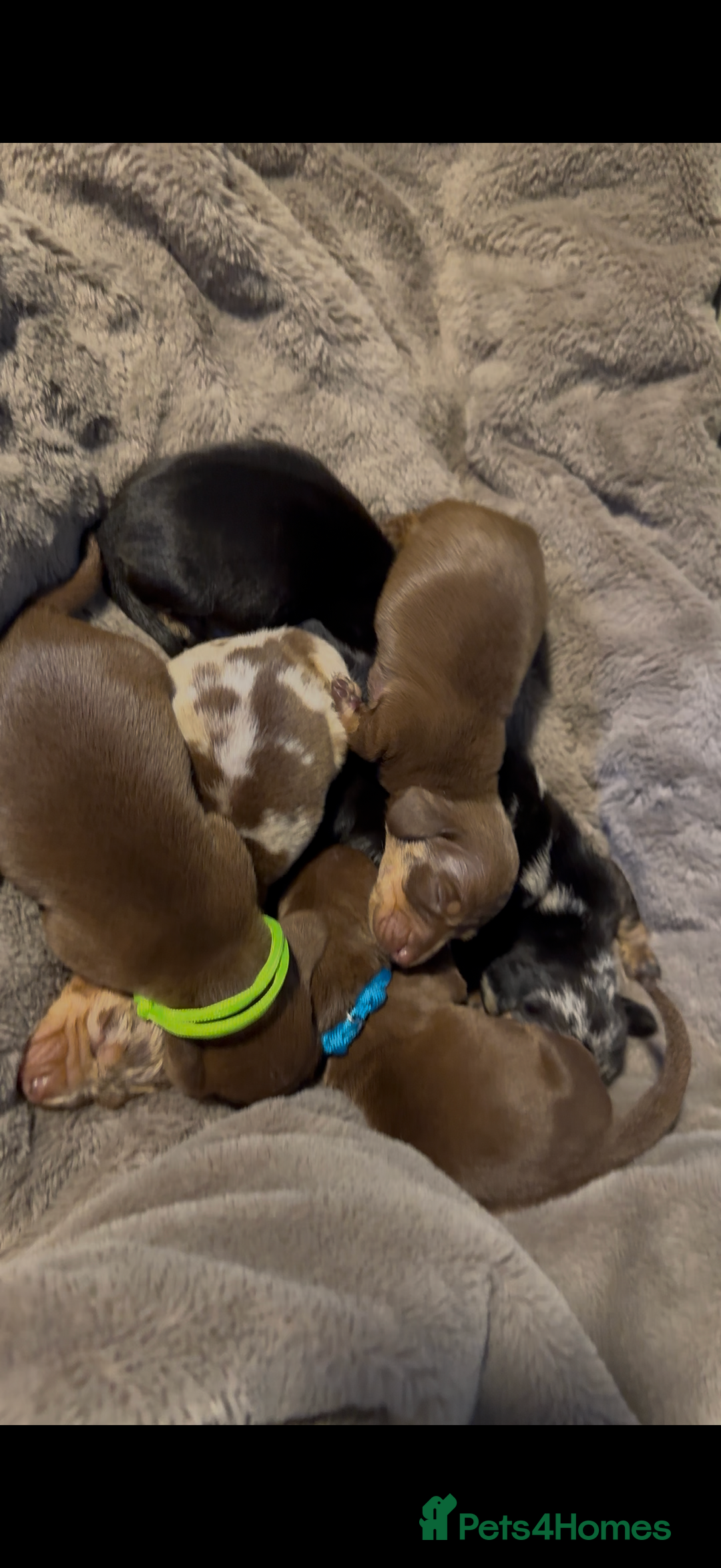 Miniature Dachshund dogs for sale: Available puppies at DELLM DAXIES 🐶 - Image 15