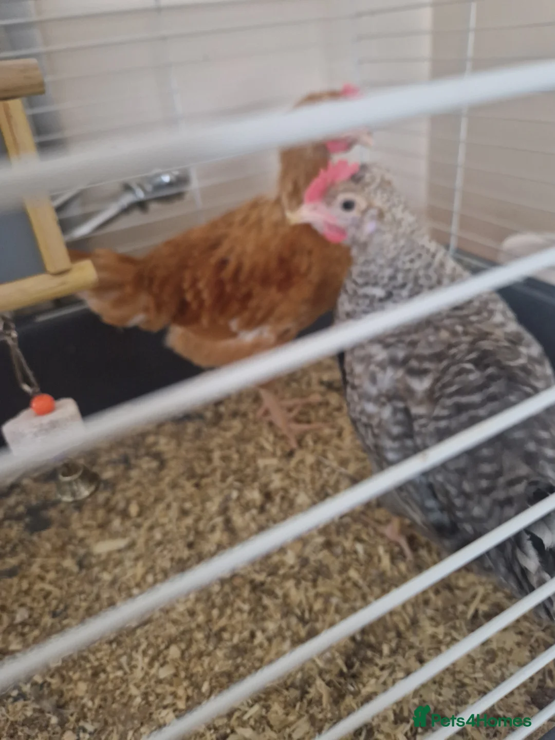 Chickens poultry for sale: 8 week old cockeral - Advert 4